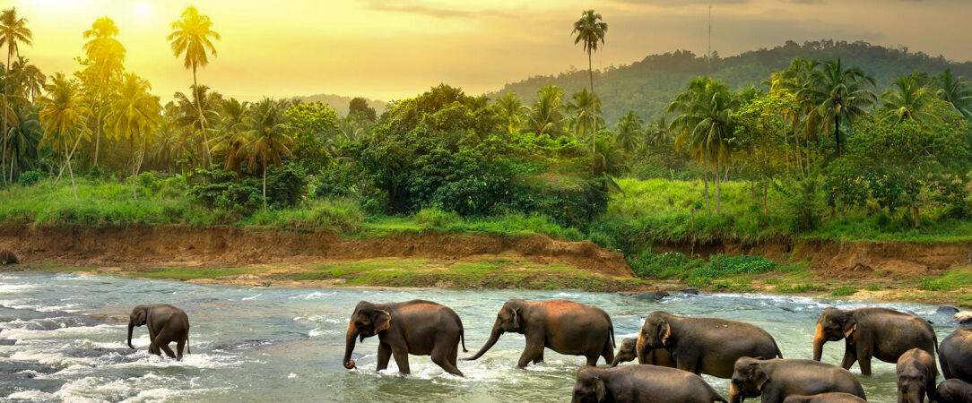 Parc national de Minneriya