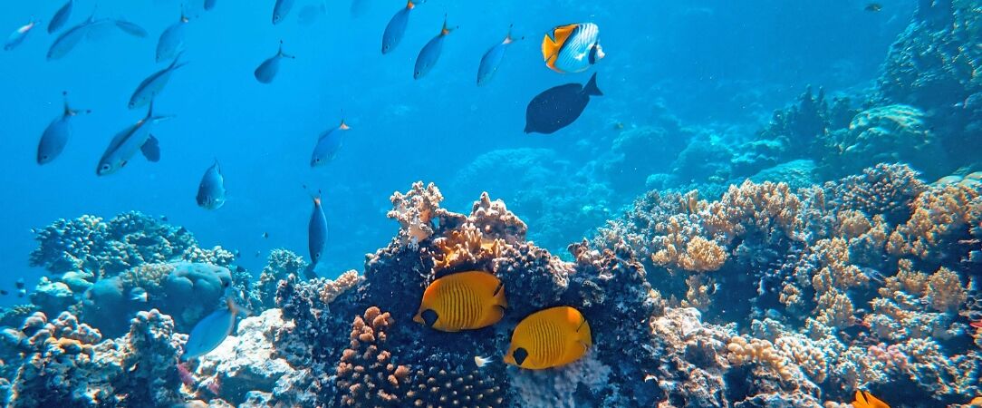 Snorkeling à Orange Bay