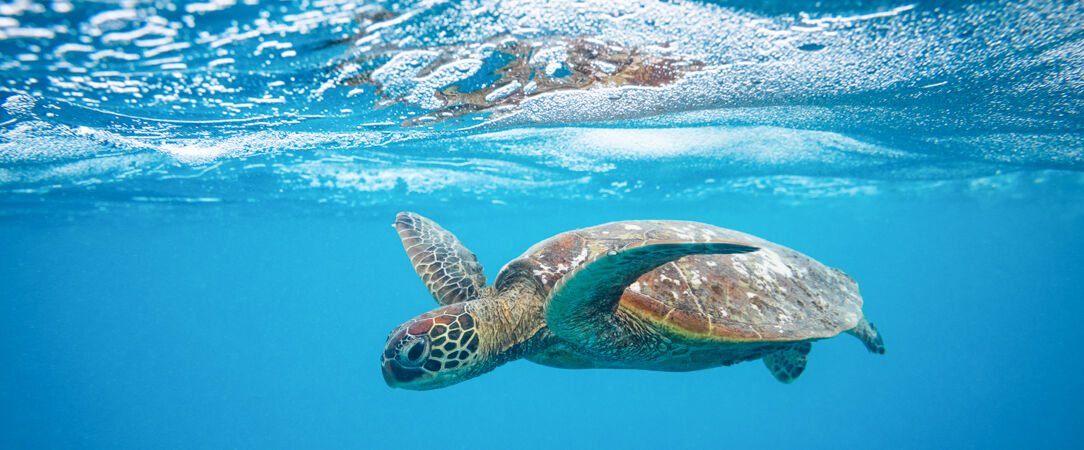 Big Island Kona Hawaii