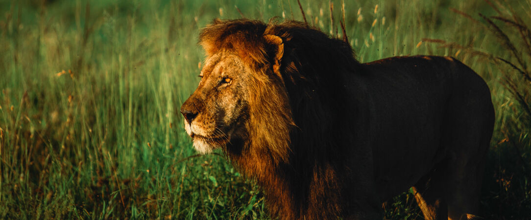Safari Tanzanie Kenya Zanzibar