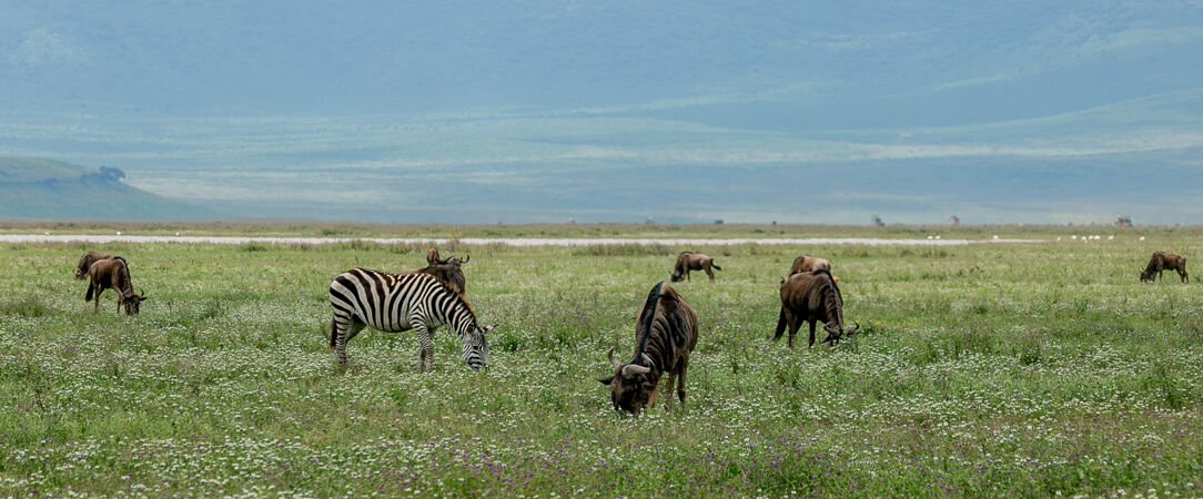 Serengeti
