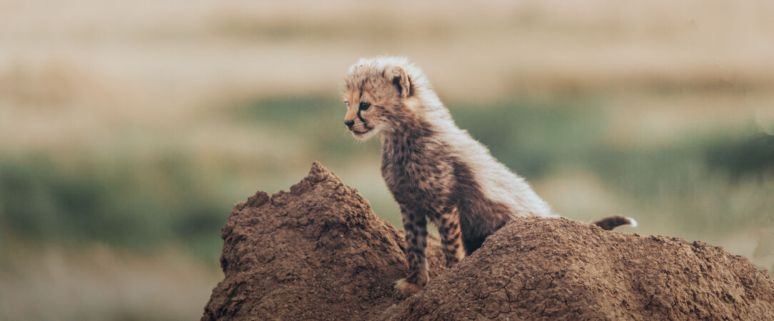 Masai Mara journée