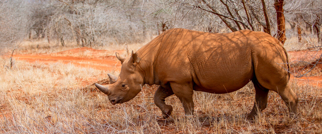 Safari