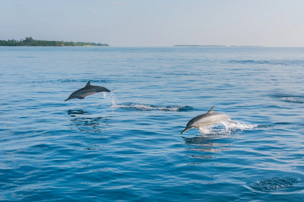 Observation des dauphins