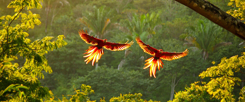 Nature Arenal