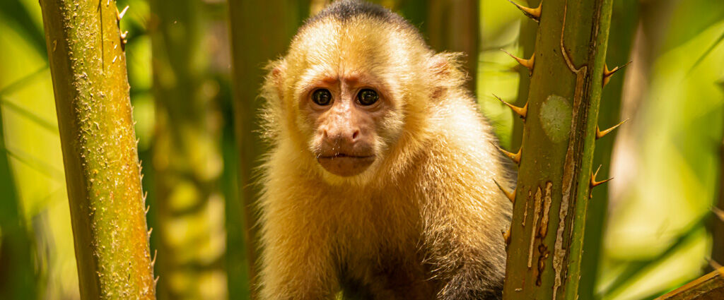 Manuel Antonio