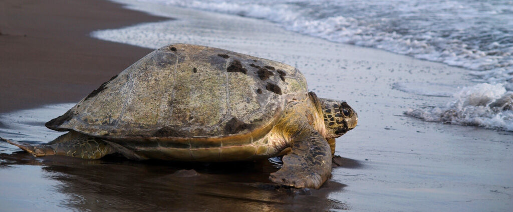 Tortuguero