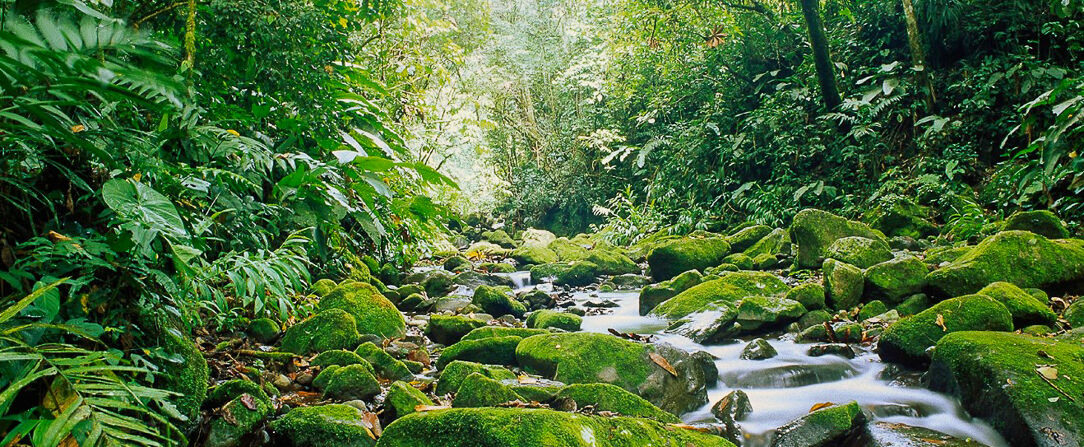 Monteverde